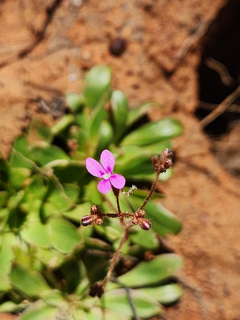 Stylidium pezidium