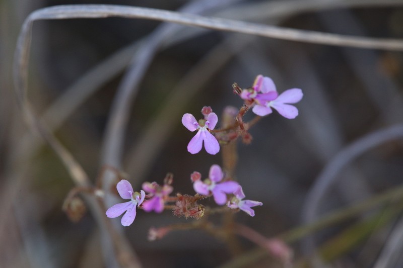 Stylidium pindanicum