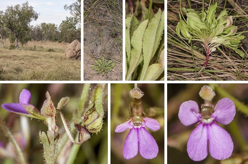 Stylidium pindanicum photo 2