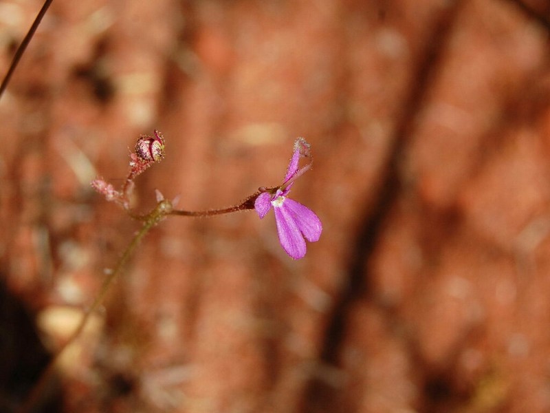 Stylidium pindanicum photo 3