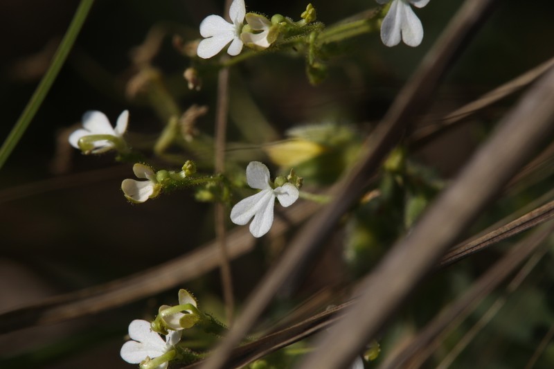 Stylidium pindanicum photo 5