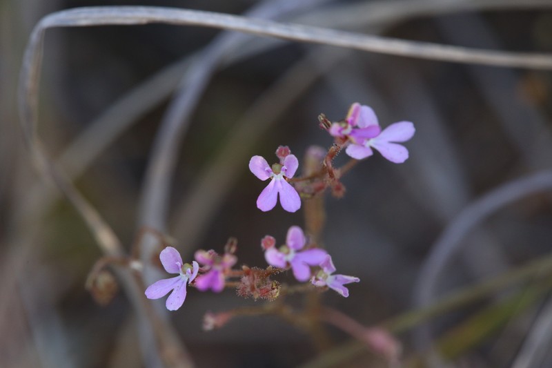 Stylidium pindanicum photo 6