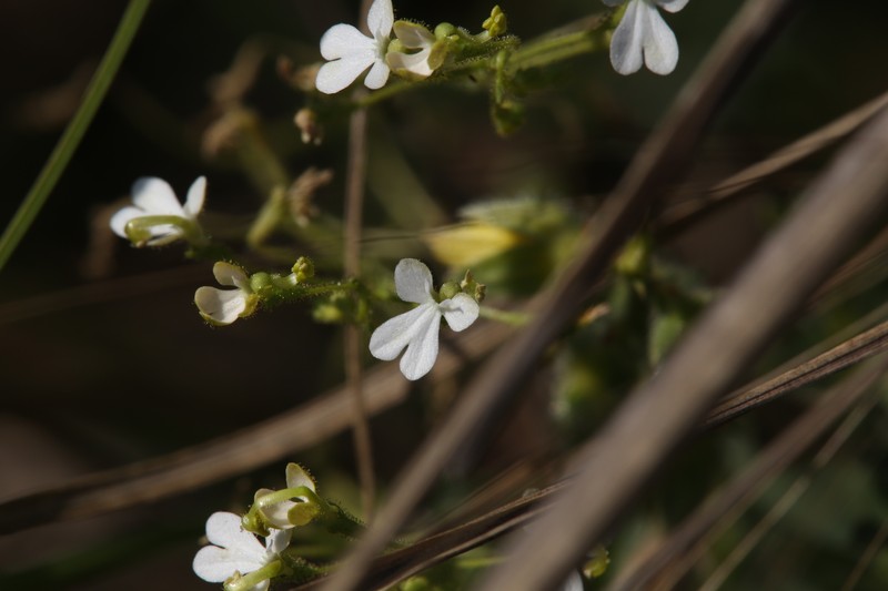 Stylidium pindanicum photo 7