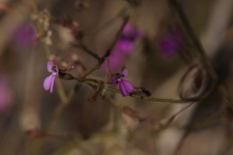 Stylidium pindanicum photo 8