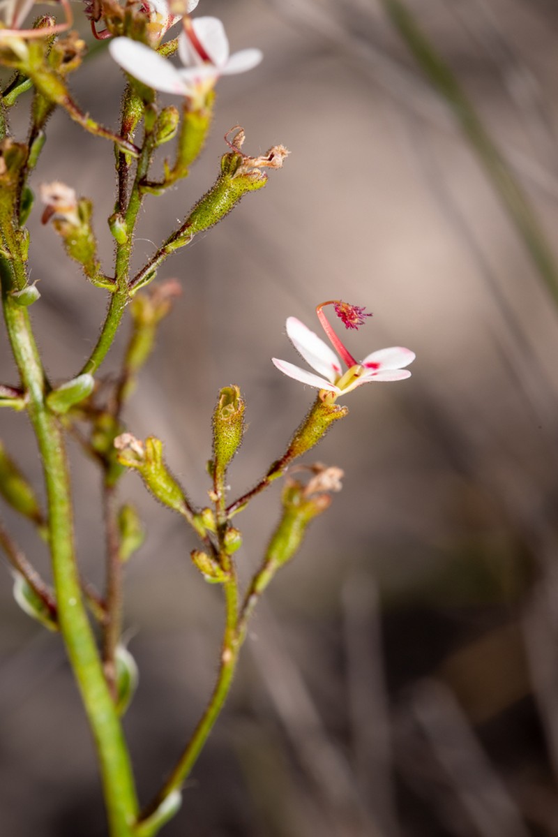 Stylidium ponticulus