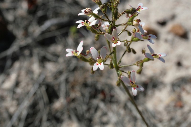 Stylidium ponticulus photo 2