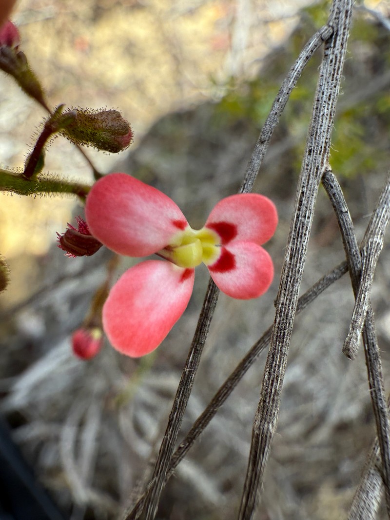 Stylidium ponticulus photo 3