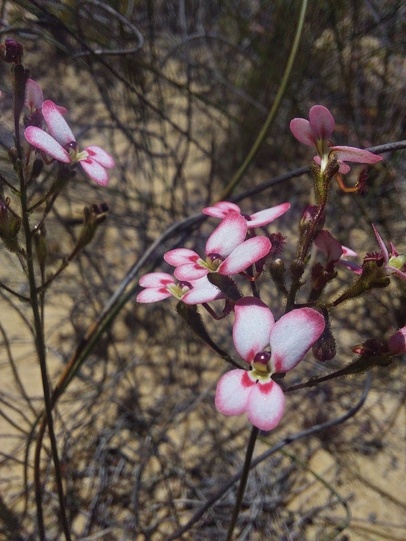 Stylidium ponticulus photo 4