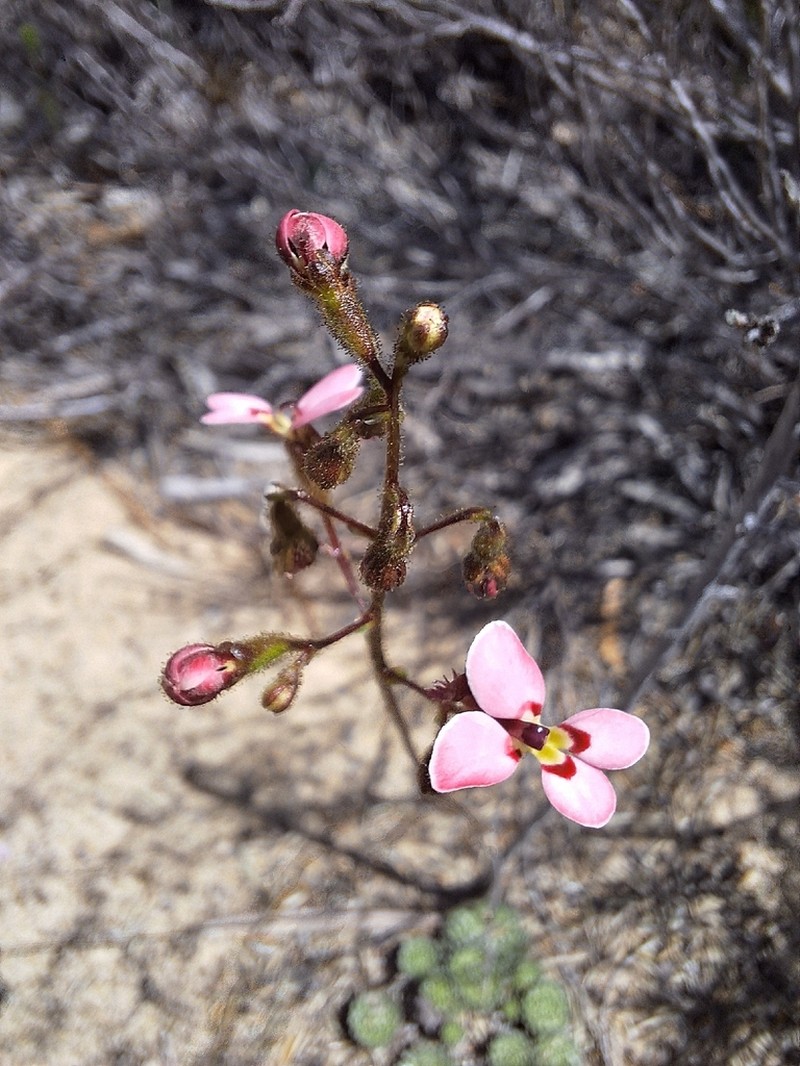 Stylidium ponticulus photo 5
