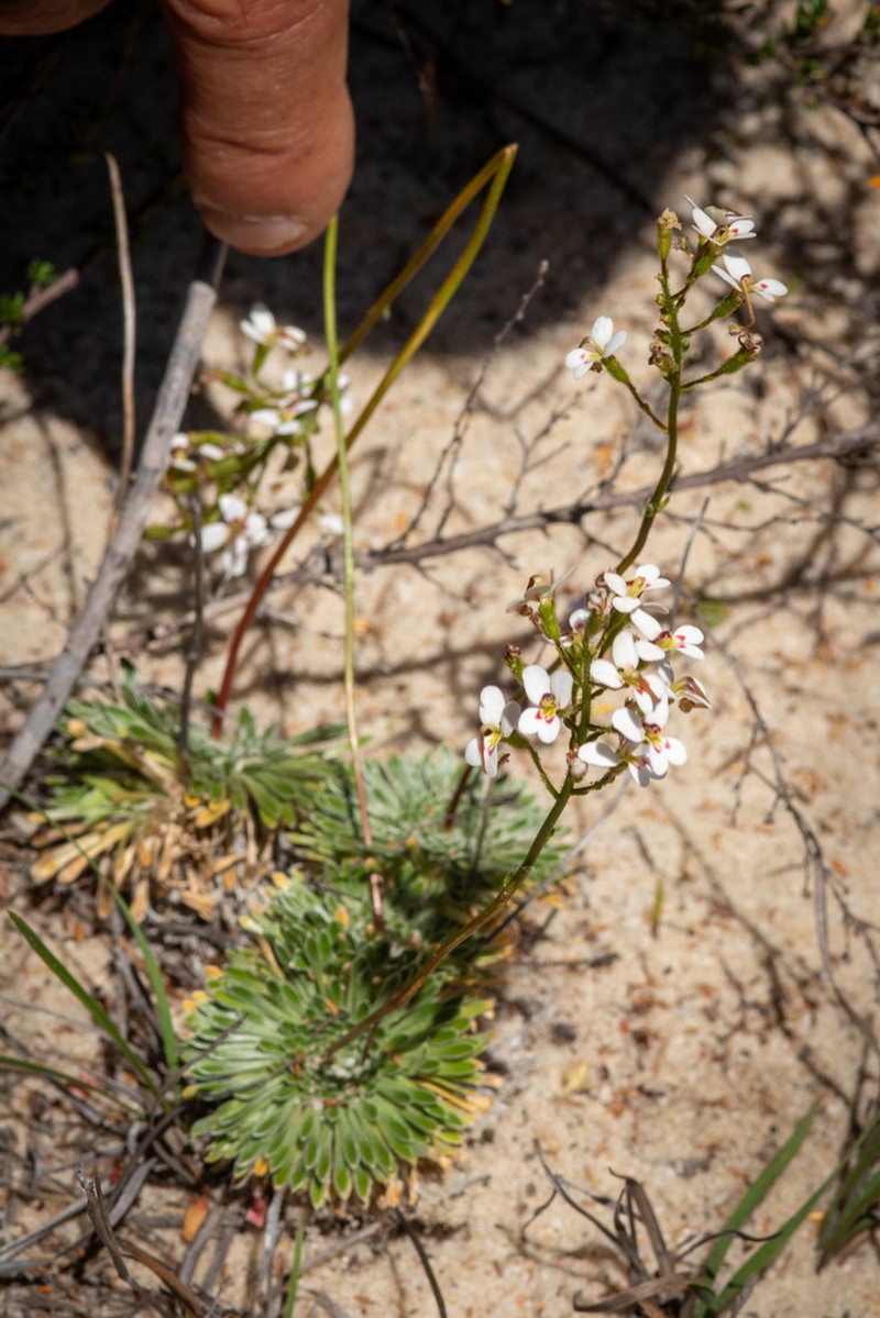 Stylidium ponticulus photo 6