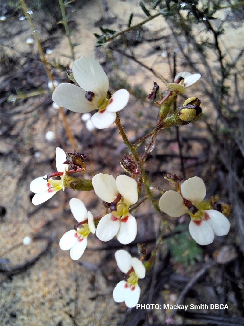 Stylidium ponticulus photo 7