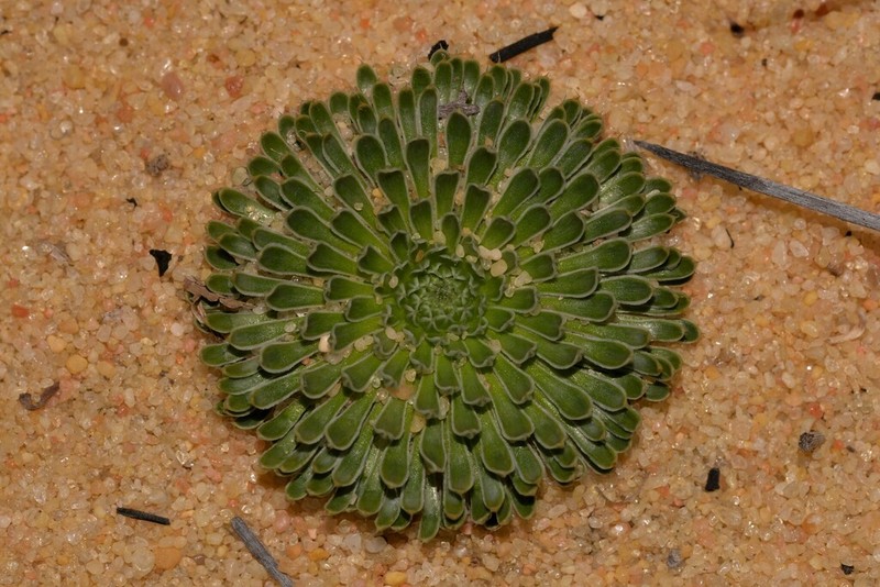 Stylidium ponticulus photo 8