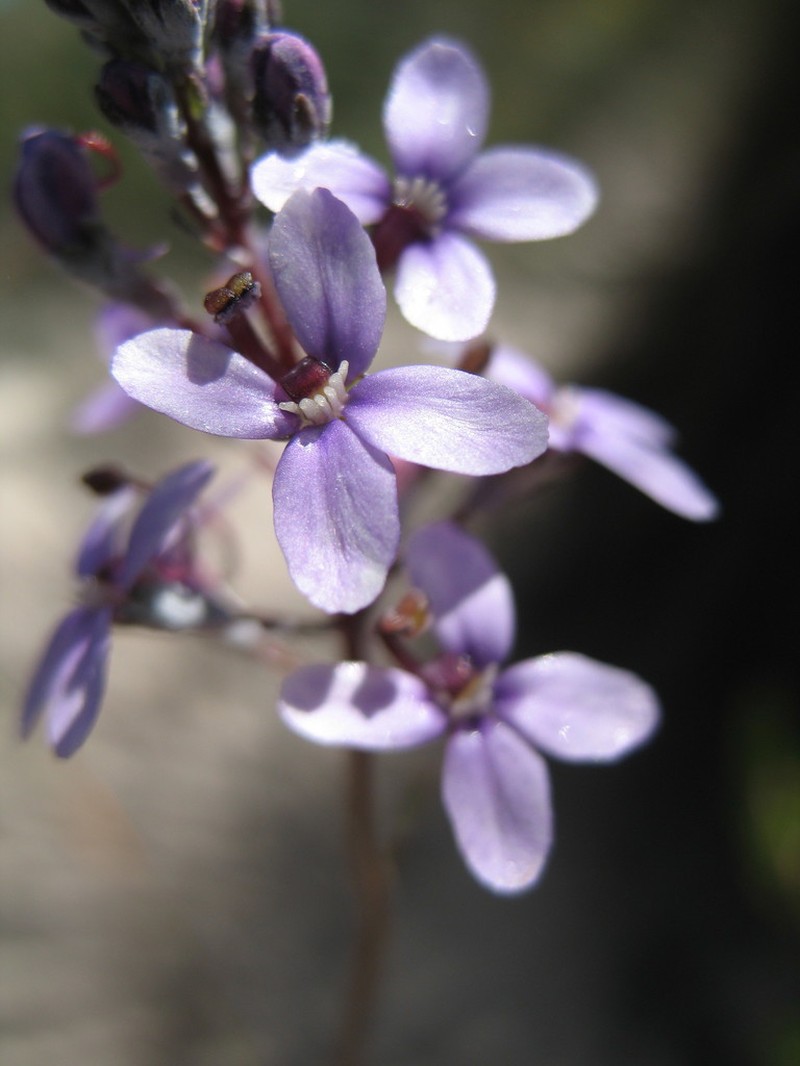 Stylidium purpureum