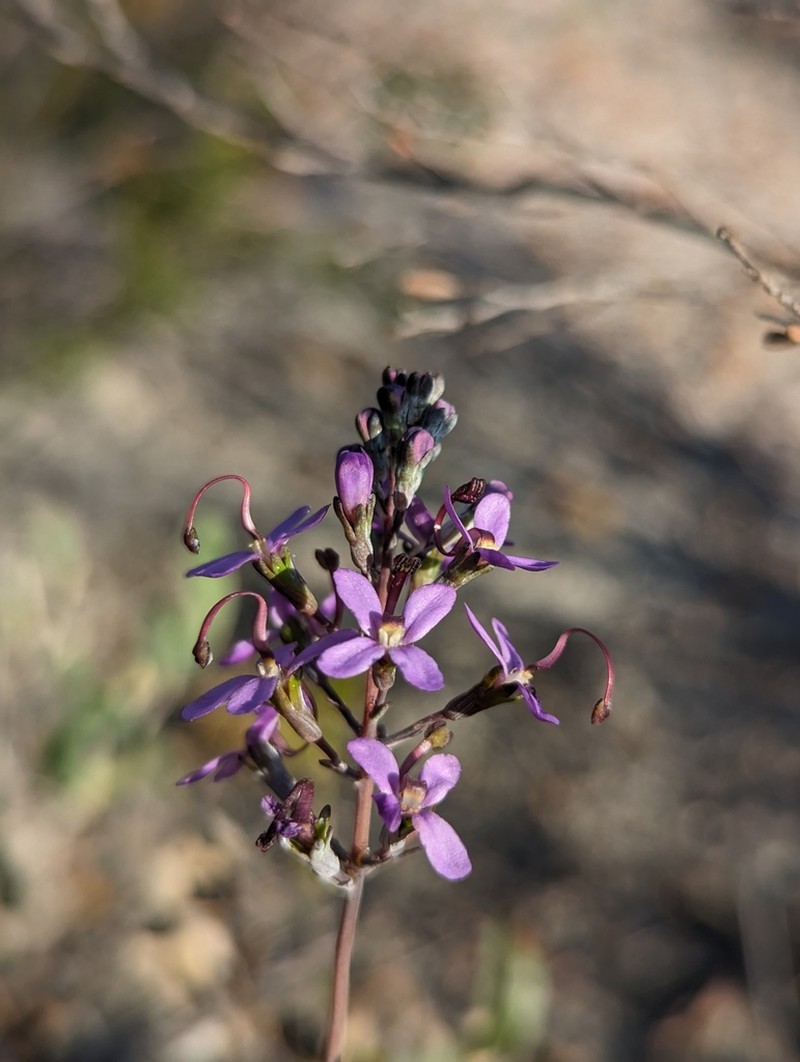 Stylidium purpureum photo 2