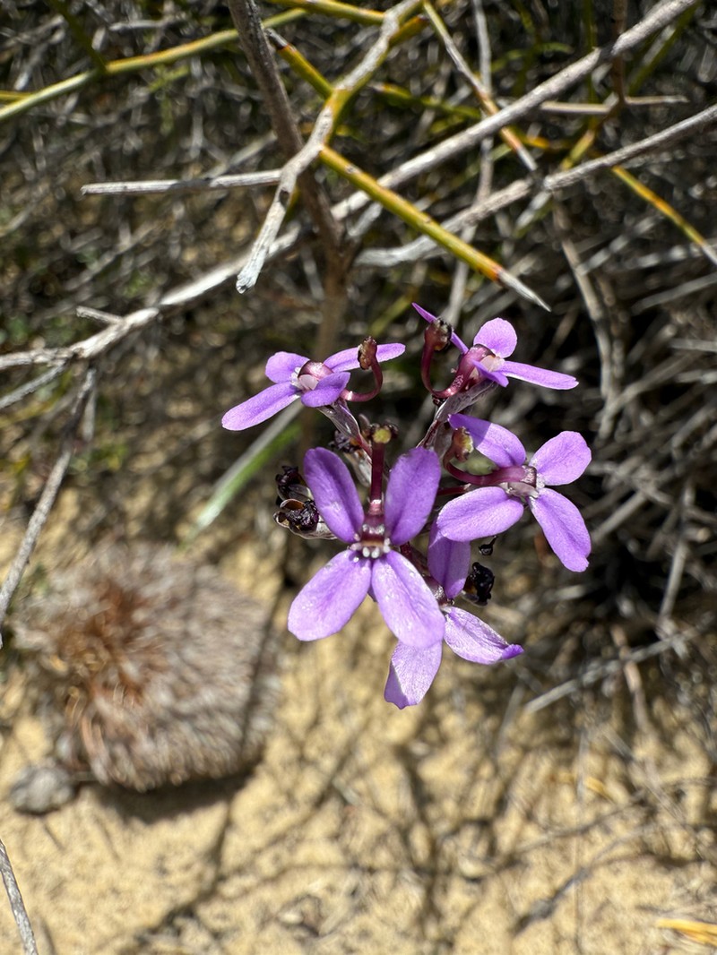 Stylidium purpureum photo 3