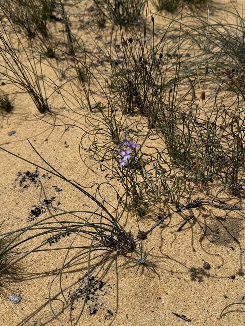 Stylidium purpureum photo 4