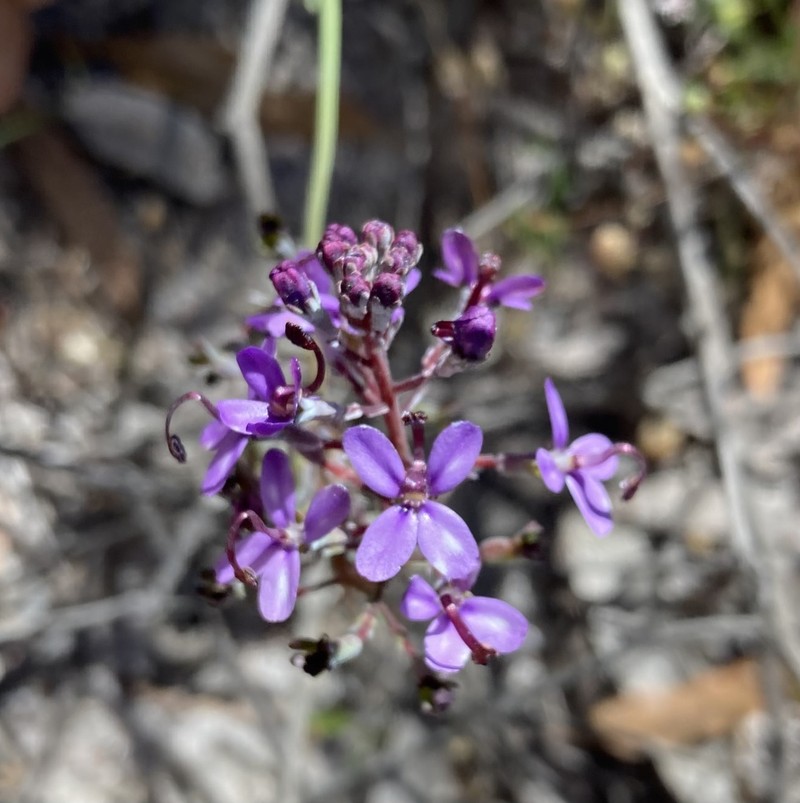 Stylidium purpureum photo 5