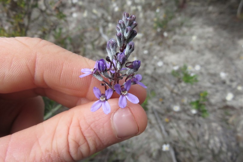 Stylidium purpureum photo 6