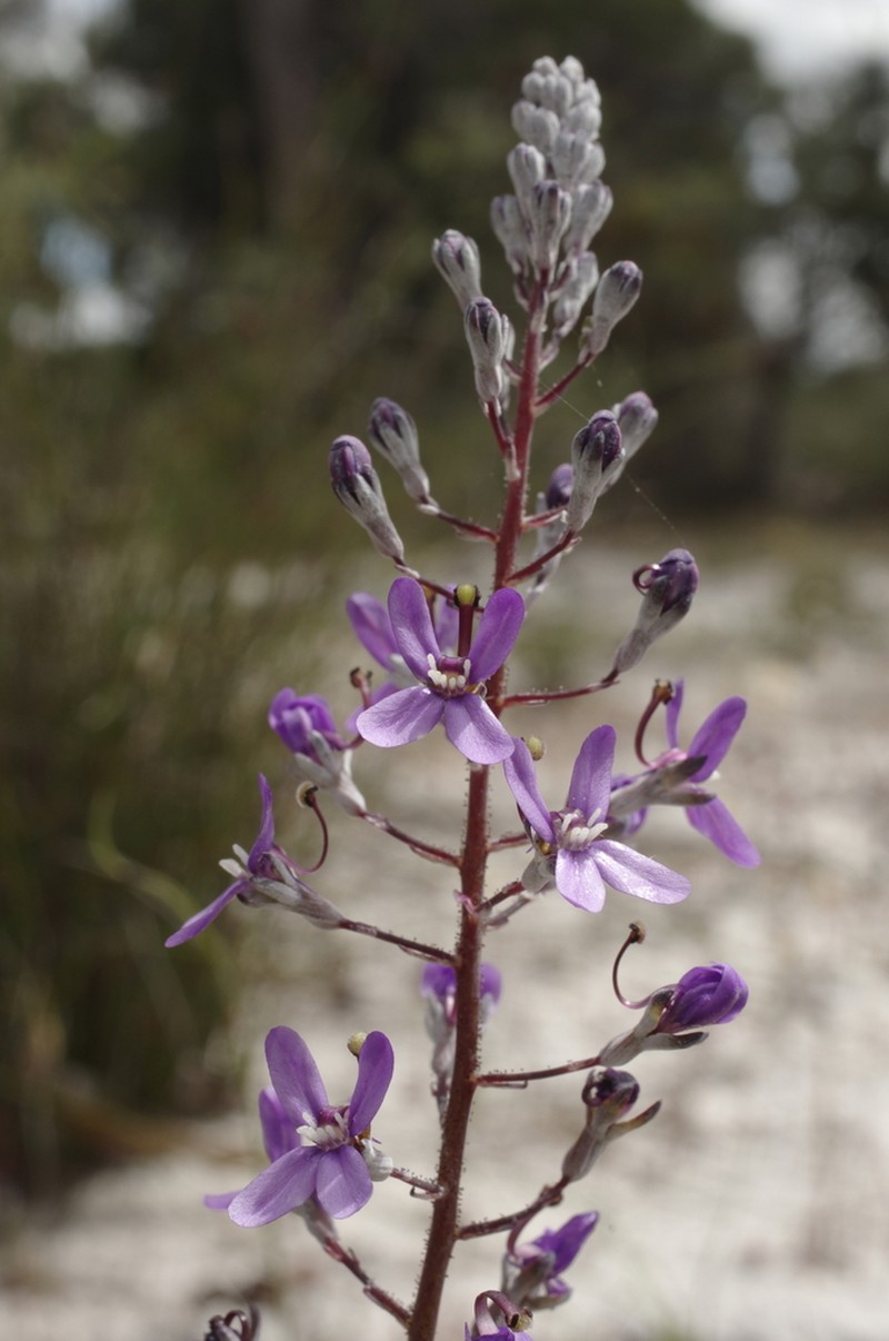 Stylidium purpureum photo 7