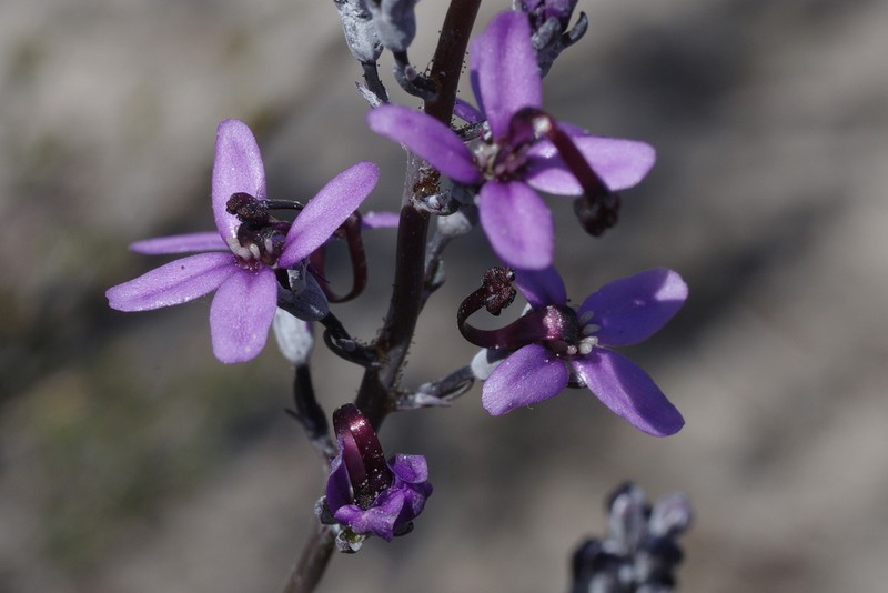 Stylidium purpureum photo 8