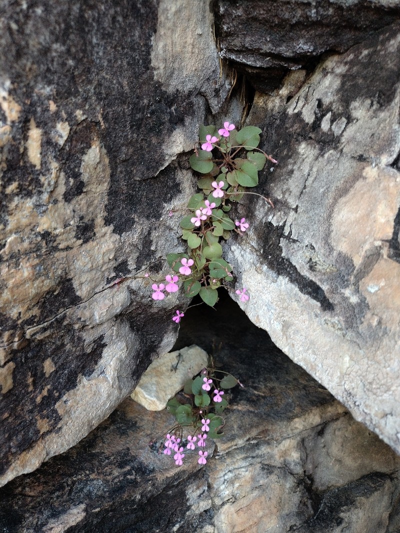 Stylidium saintpaulioides