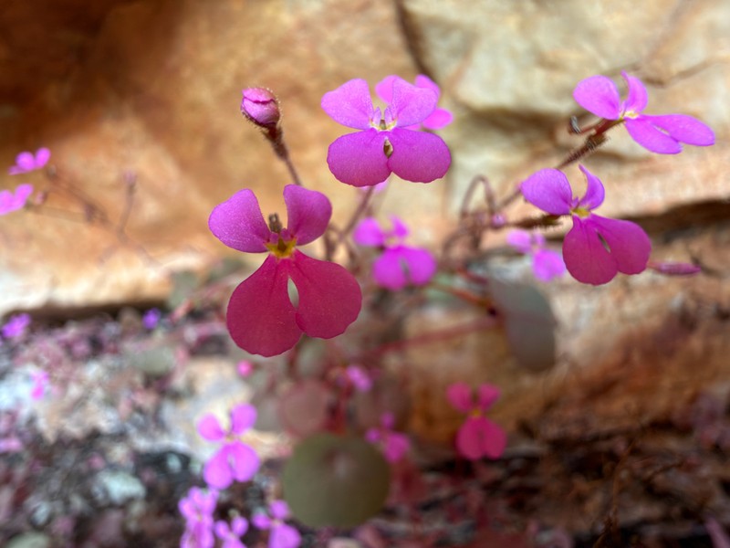 Stylidium saintpaulioides photo 2