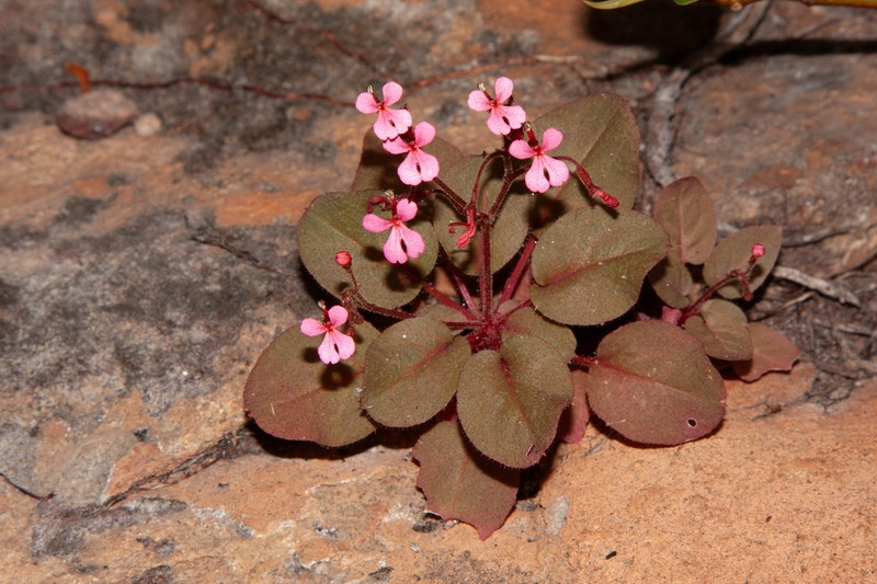 Stylidium saintpaulioides photo 3