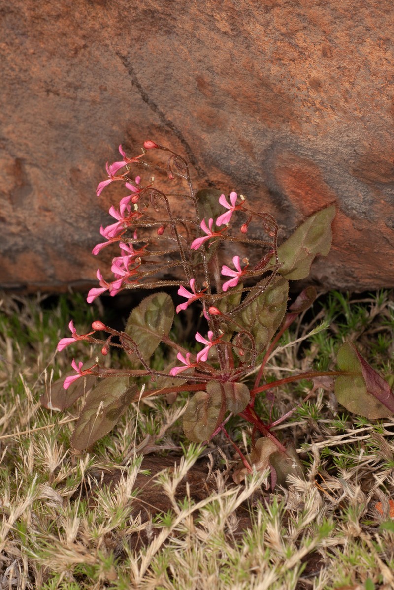 Stylidium saintpaulioides photo 4