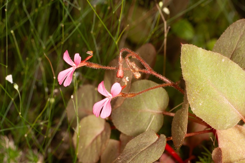 Stylidium saintpaulioides photo 5