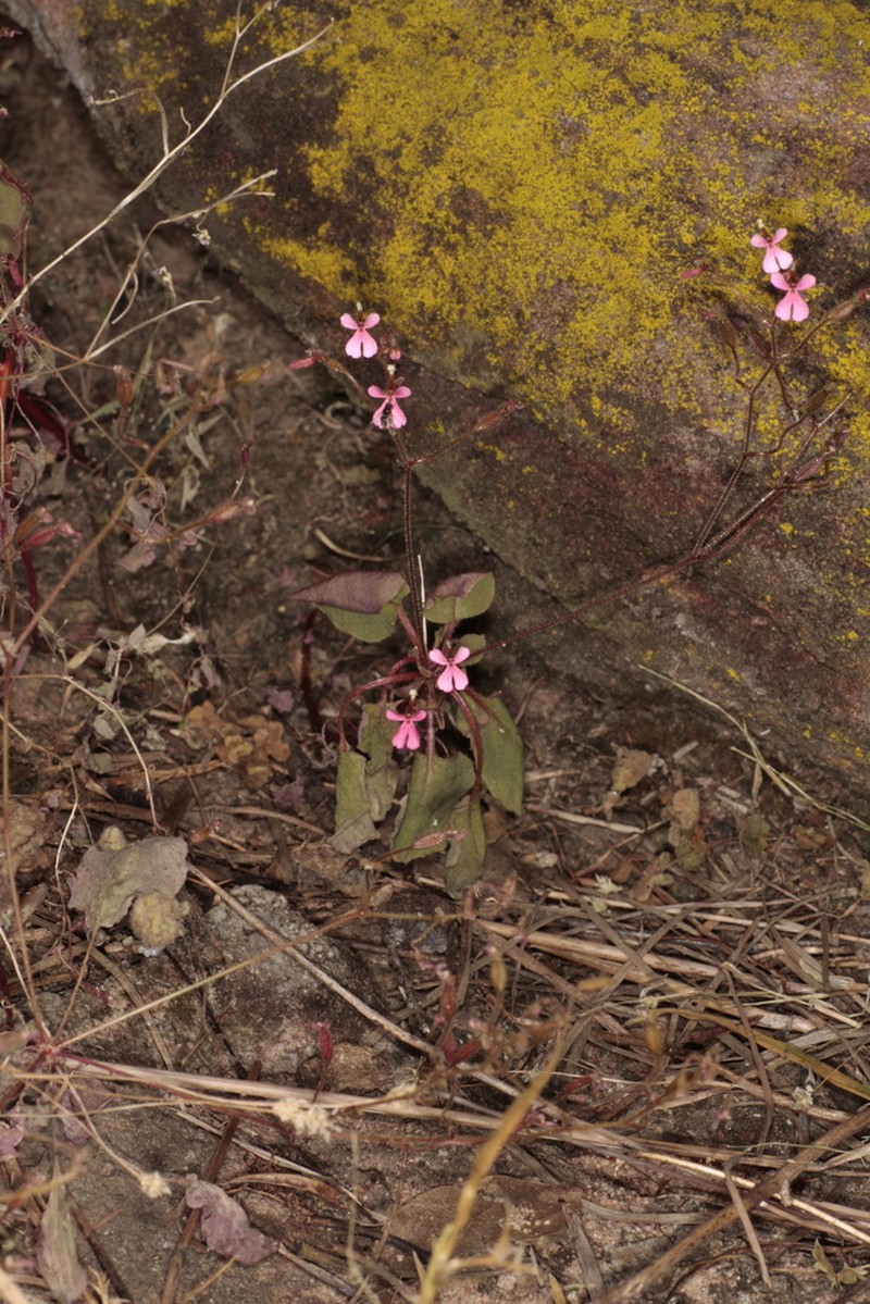 Stylidium saintpaulioides photo 6
