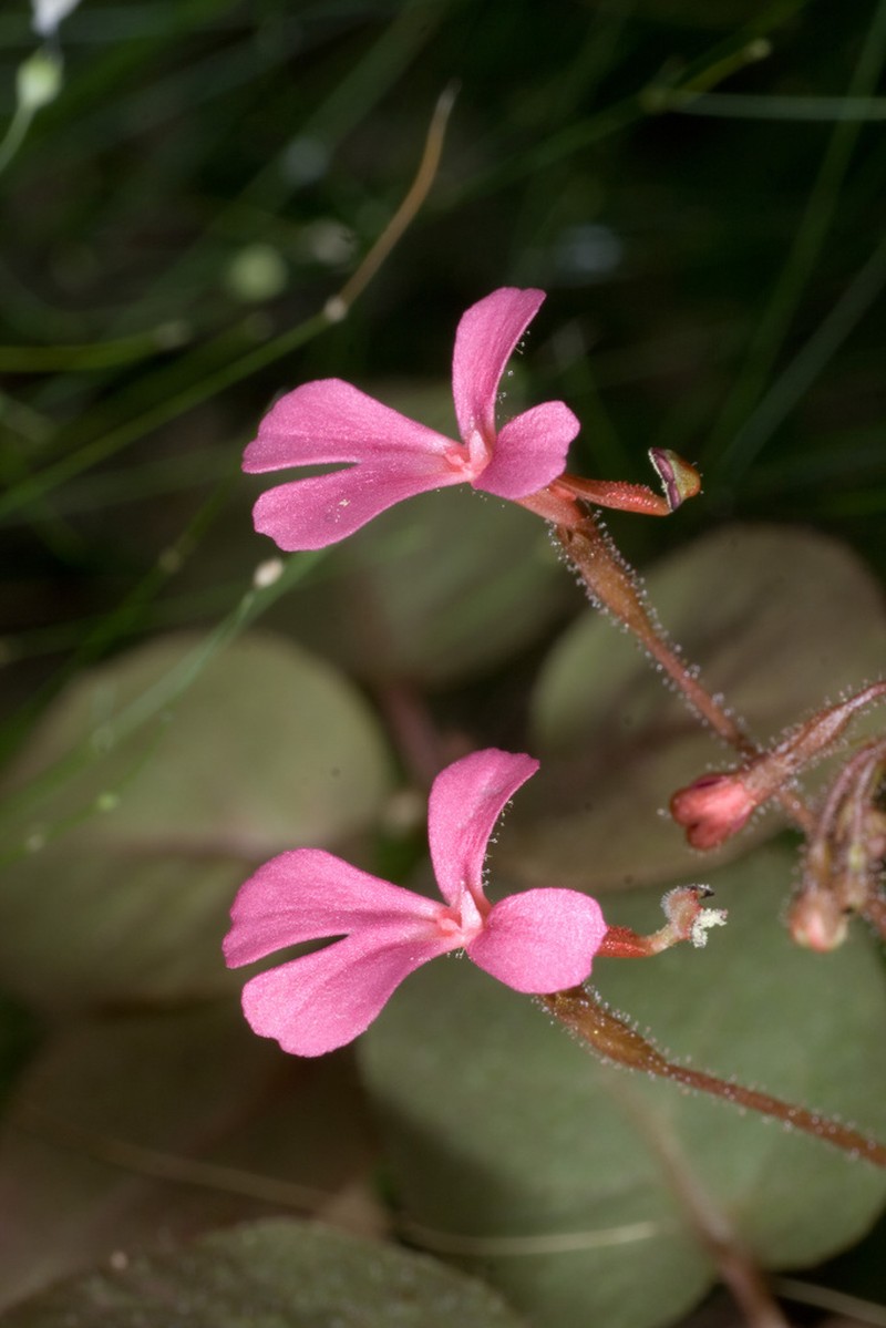 Stylidium saintpaulioides photo 7
