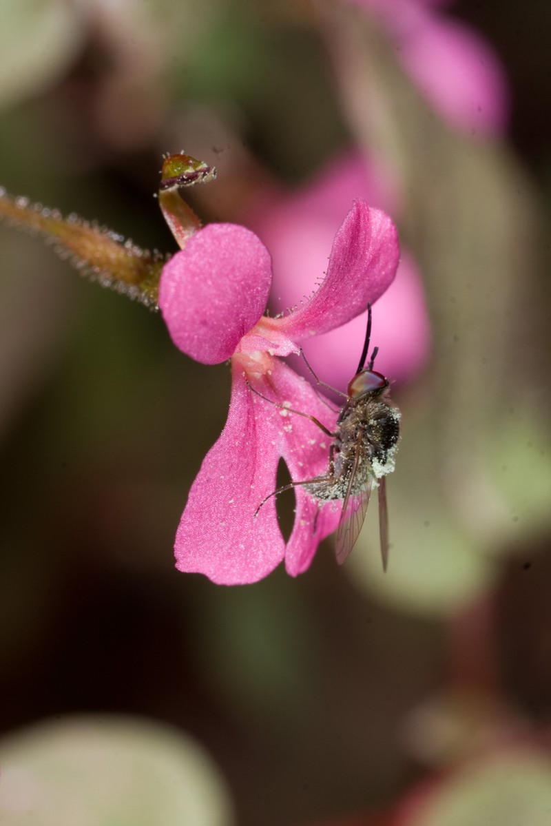 Stylidium saintpaulioides photo 8