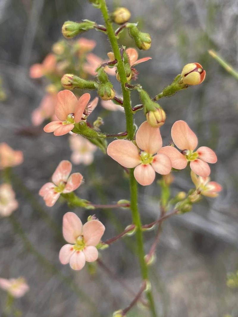 Stylidium salmoneum