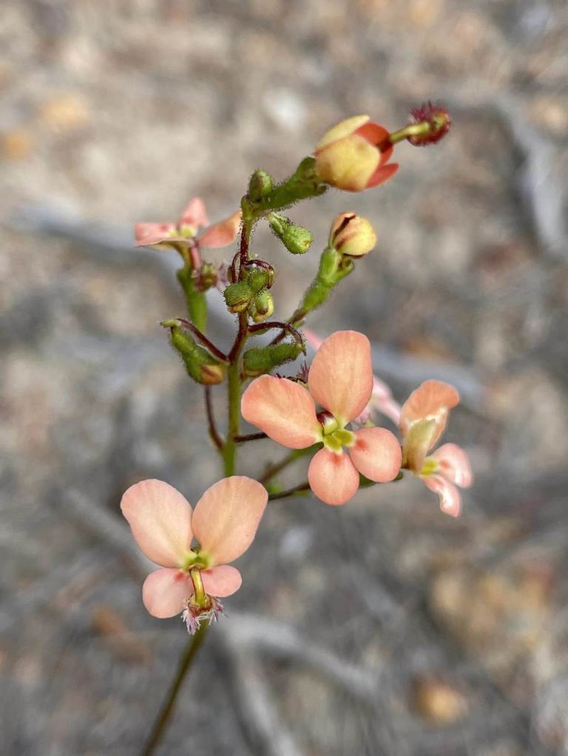 Stylidium salmoneum photo 2
