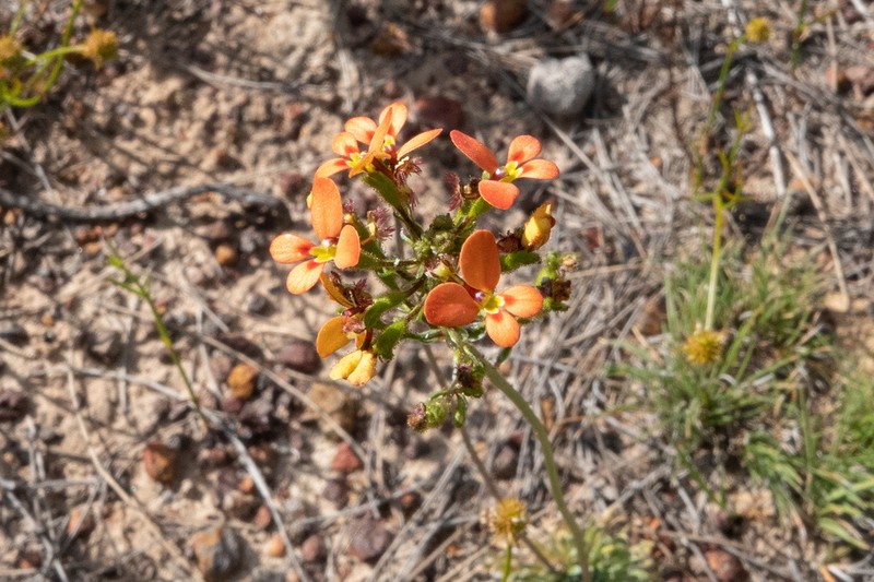 Stylidium salmoneum photo 3