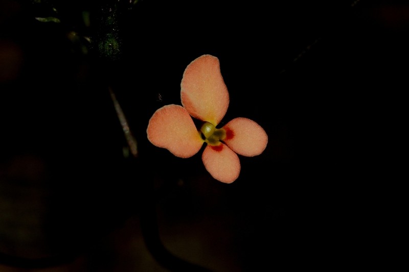 Stylidium salmoneum photo 4