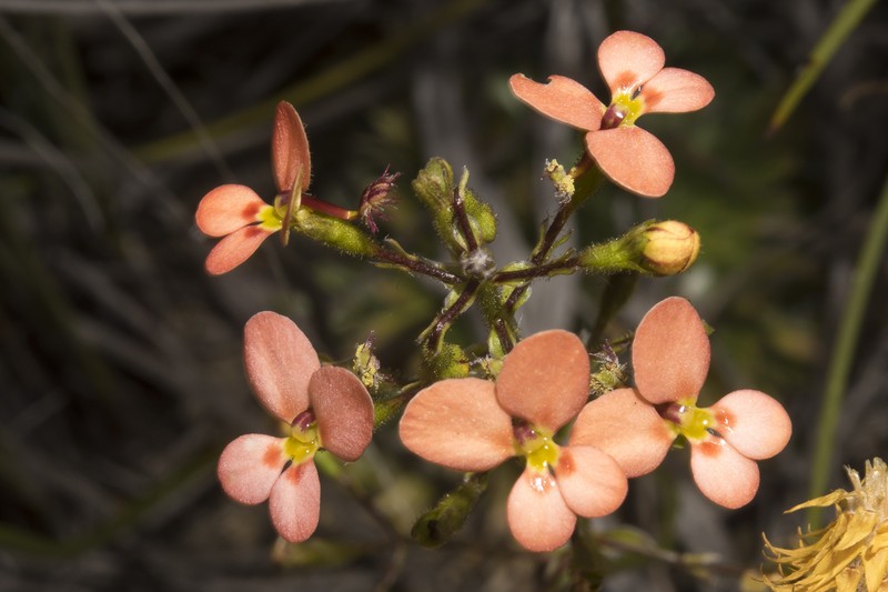Stylidium salmoneum photo 5