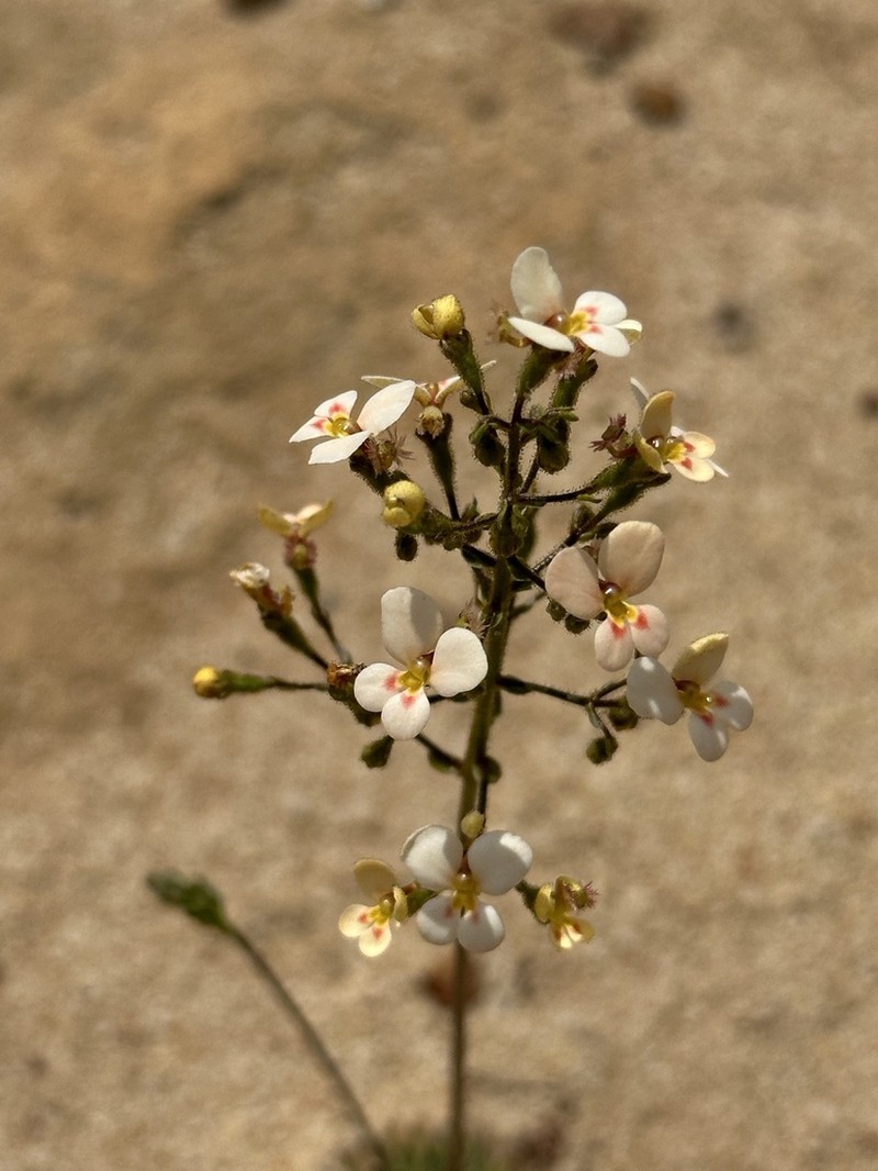 Stylidium salmoneum photo 6