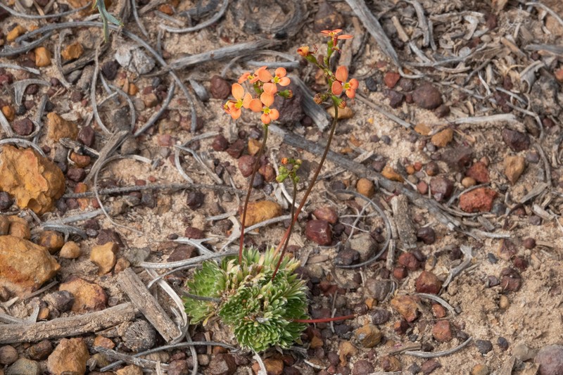 Stylidium salmoneum photo 7