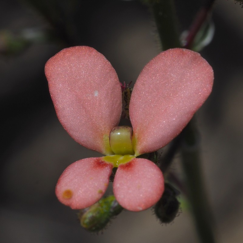 Stylidium salmoneum photo 8