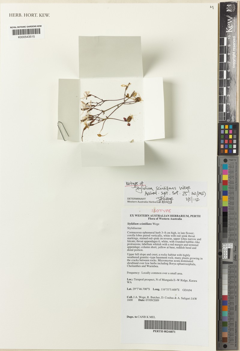 Stylidium scintillans