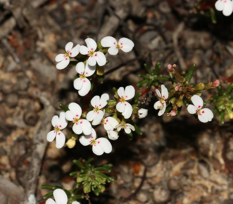 Stylidium shepherdianum