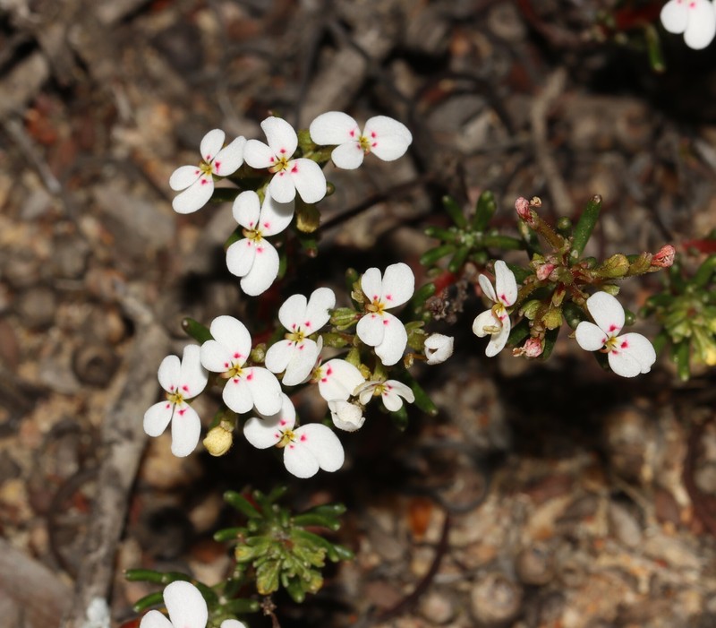 Stylidium shepherdianum photo 2