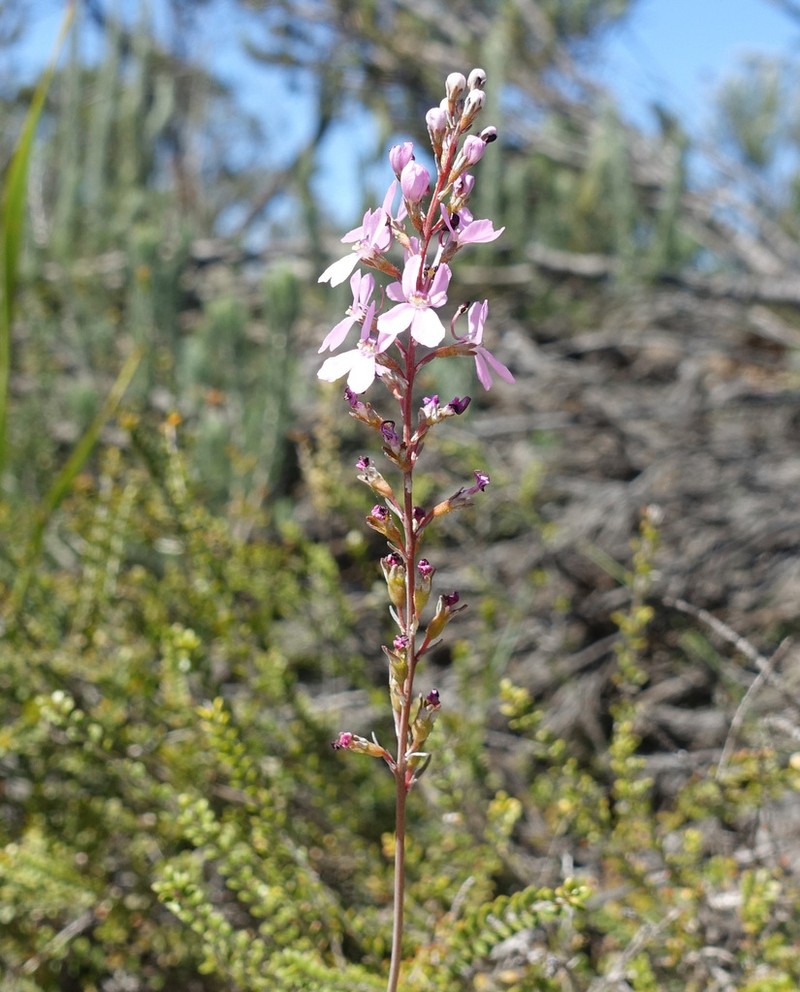 Stylidium spiciforme photo 2