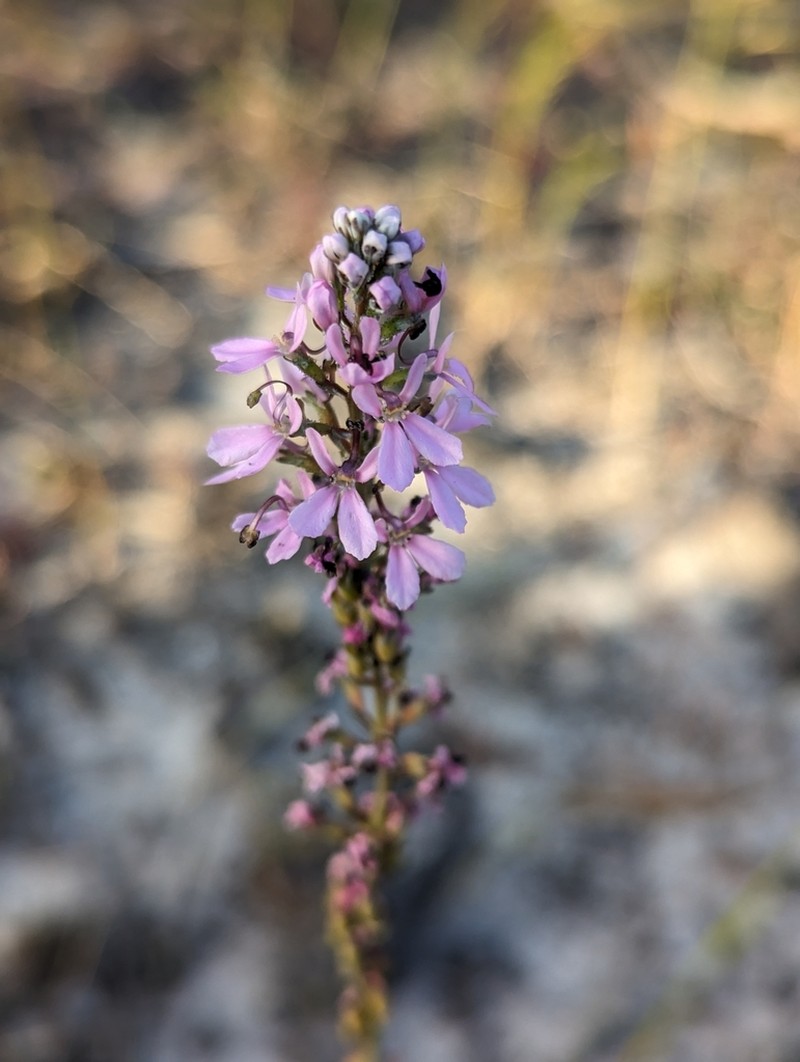 Stylidium spiciforme photo 4
