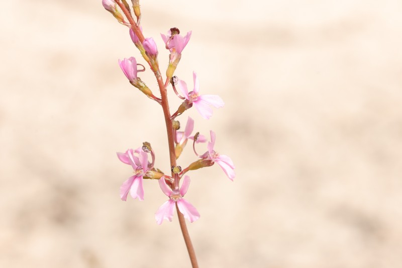 Stylidium spiciforme photo 6