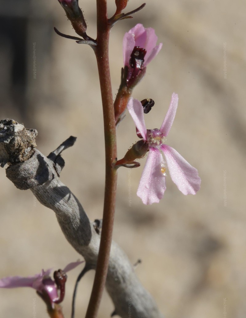 Stylidium spiciforme photo 7