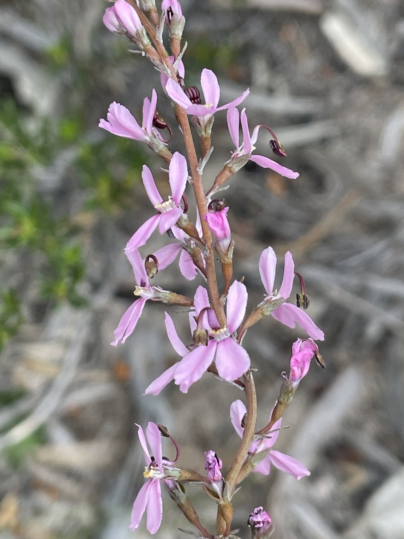 Stylidium spiciforme photo 8