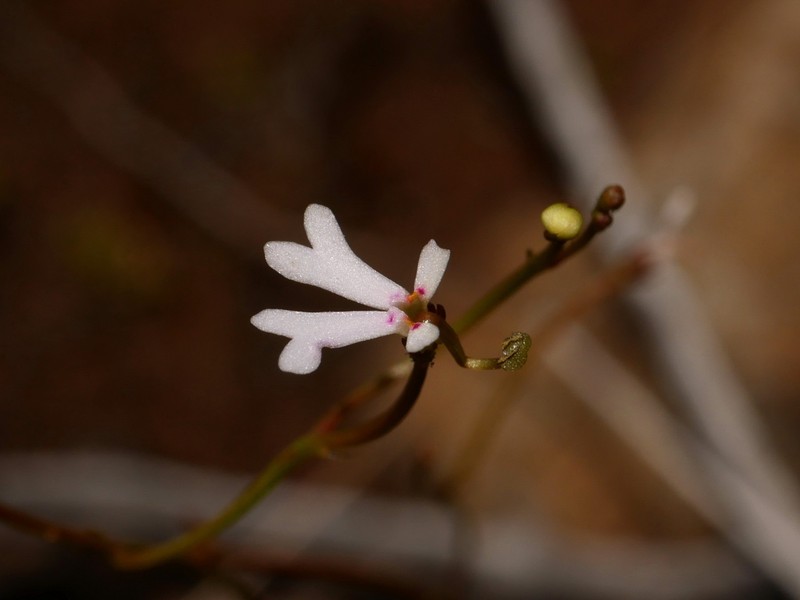 Stylidium synaptum