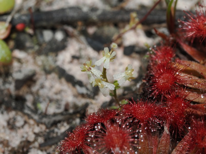 Stylidium tantillum